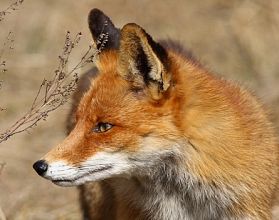 Канадская семья в Нижегородской области за ночь лишилась 30 цыплят из-за лисы

